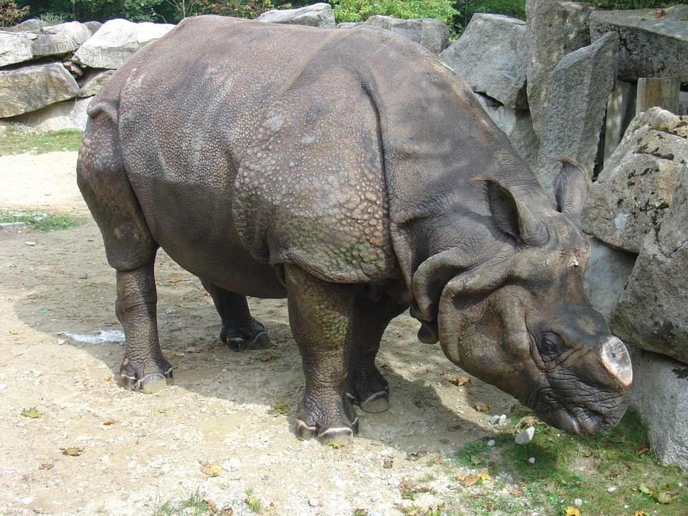 Зоопарк Калининград носорог