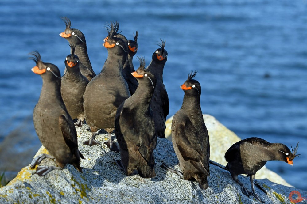 Гнездо Бакланов на Байкале