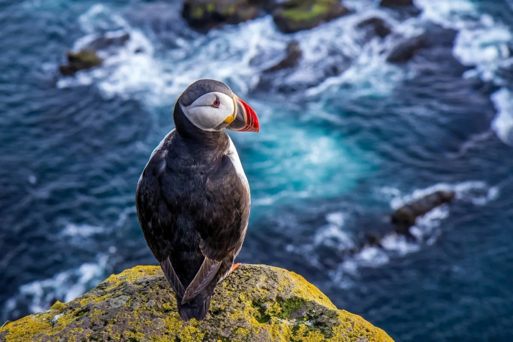 Атлантический паффин