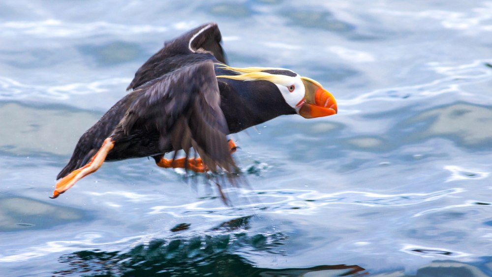 Тупик плавает