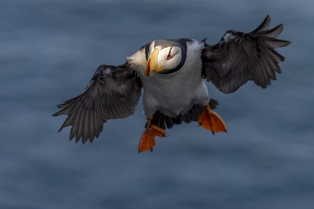 Птицы на Монероне