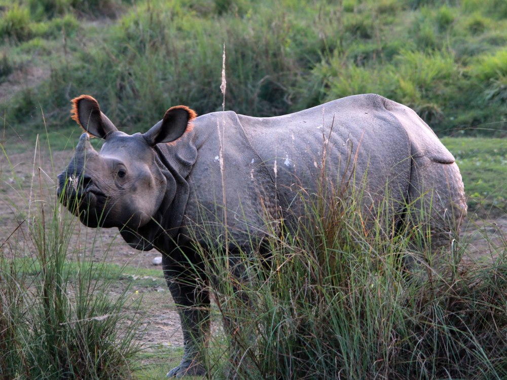 Носорог в Непале