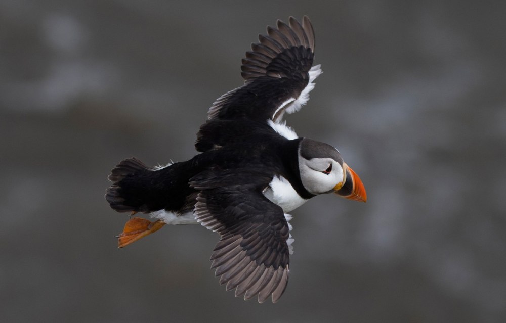 Птица носорог