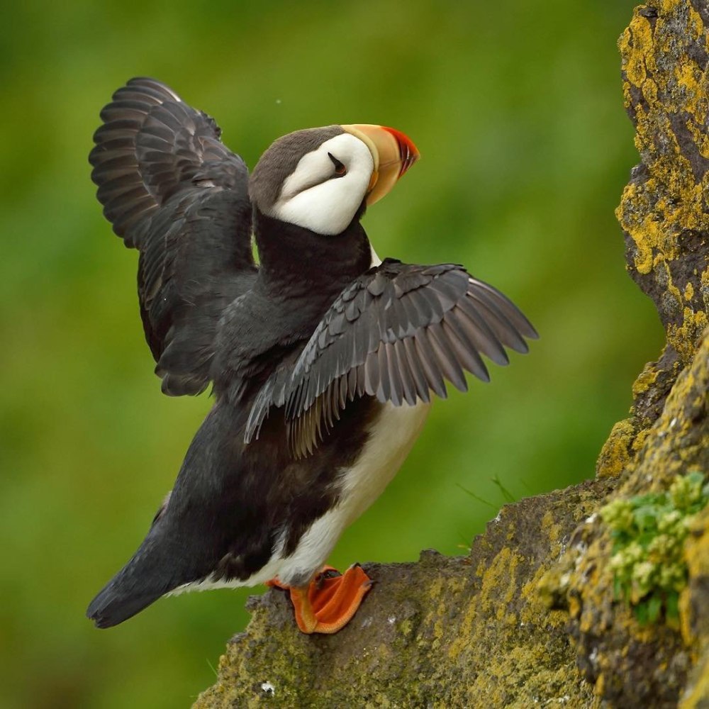 Топорок птица гнезда