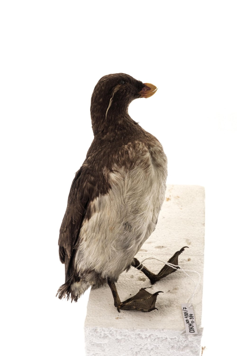 Длинноклювый пыжик