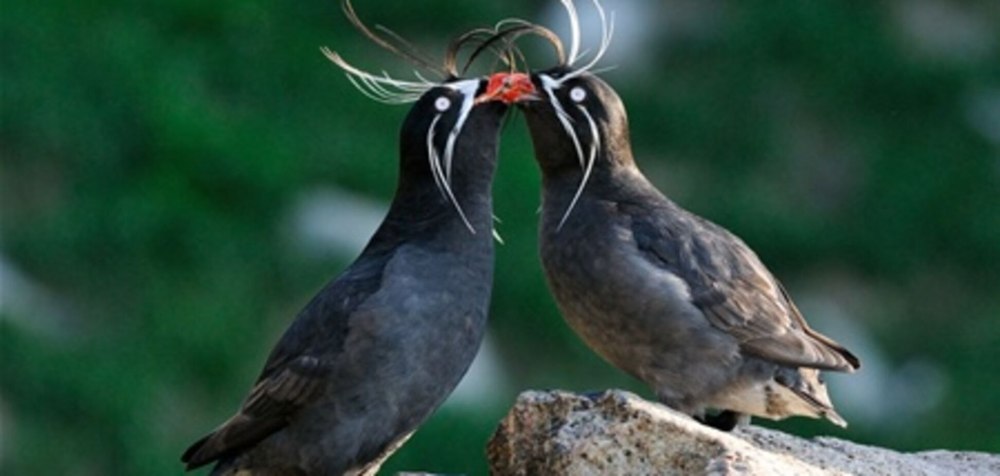 Малая конюга птица