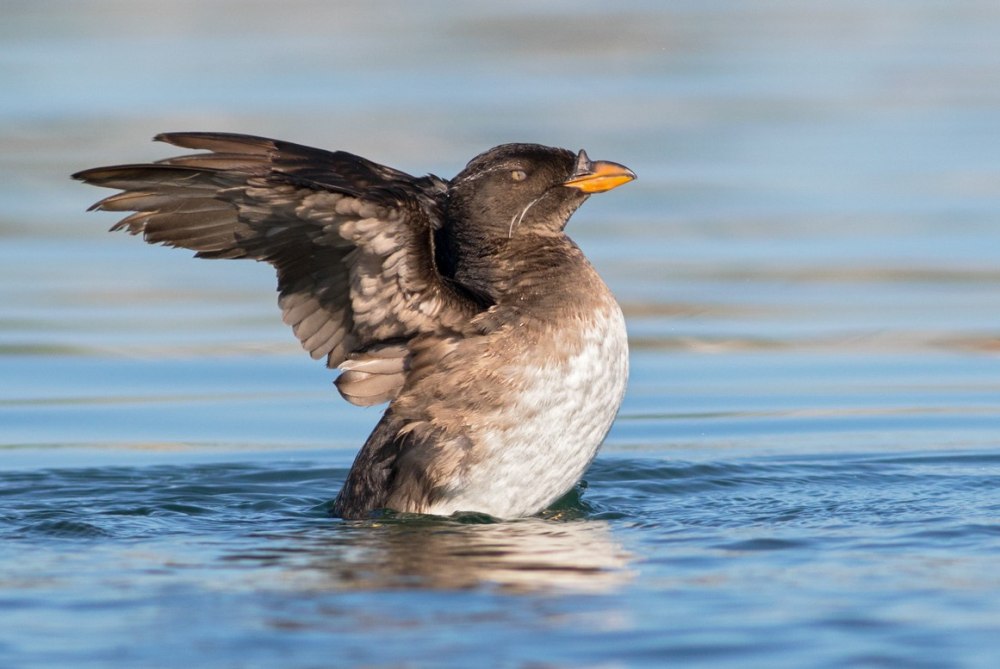 Rhinoceros Auklet