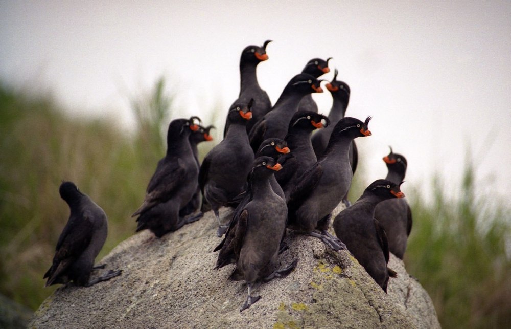 Большая конюга птица