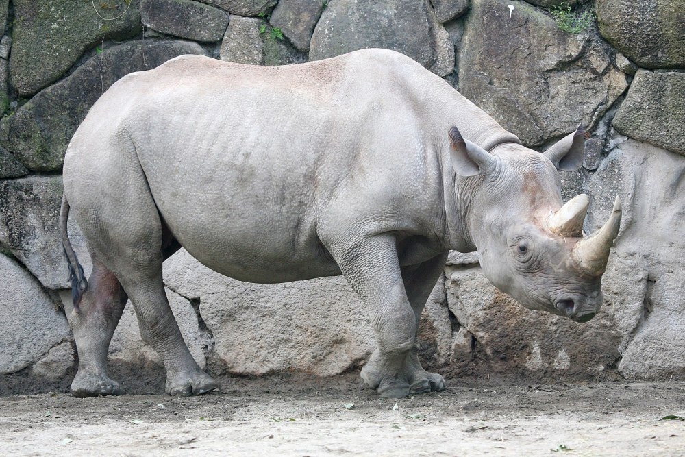 Яванский носорог — Анеко