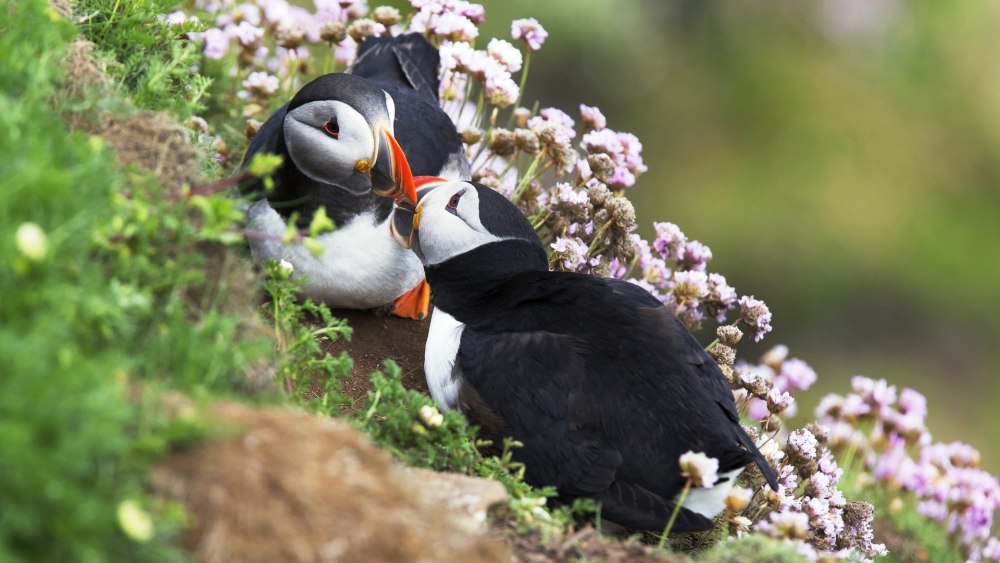 Картинки на рабочий стол птицы