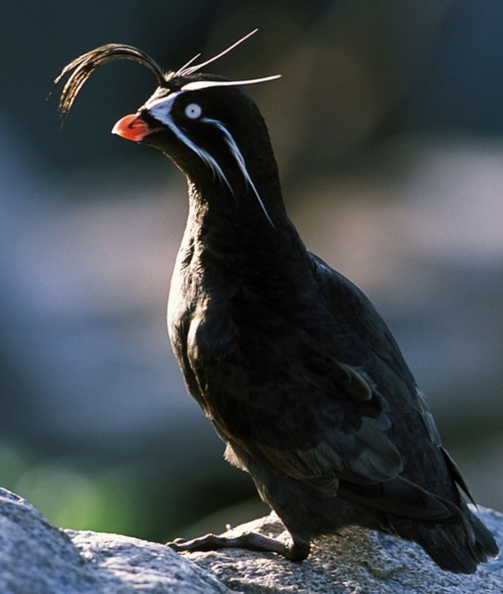 Морская конюга