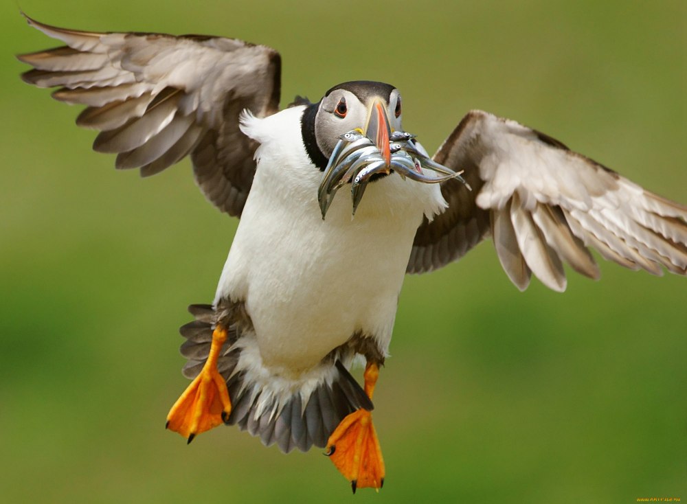 Смешные птицы