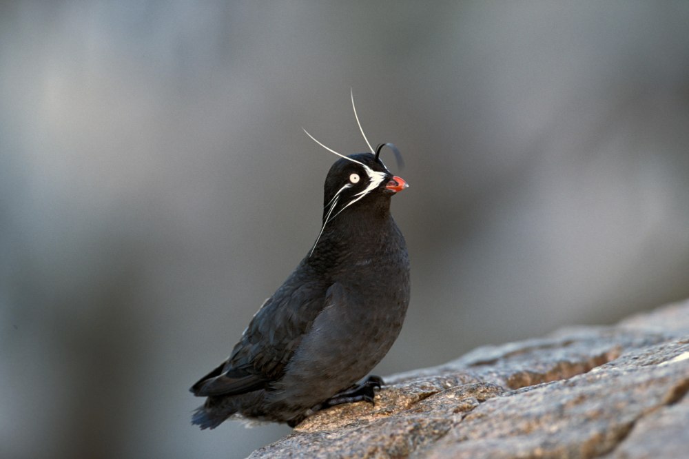 Белая конюга