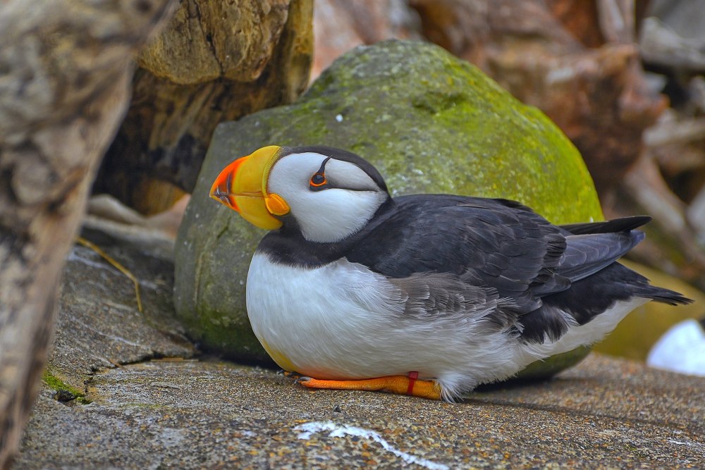 Ипатка птица