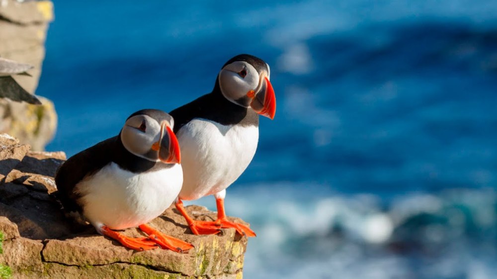 Атлантический тупик