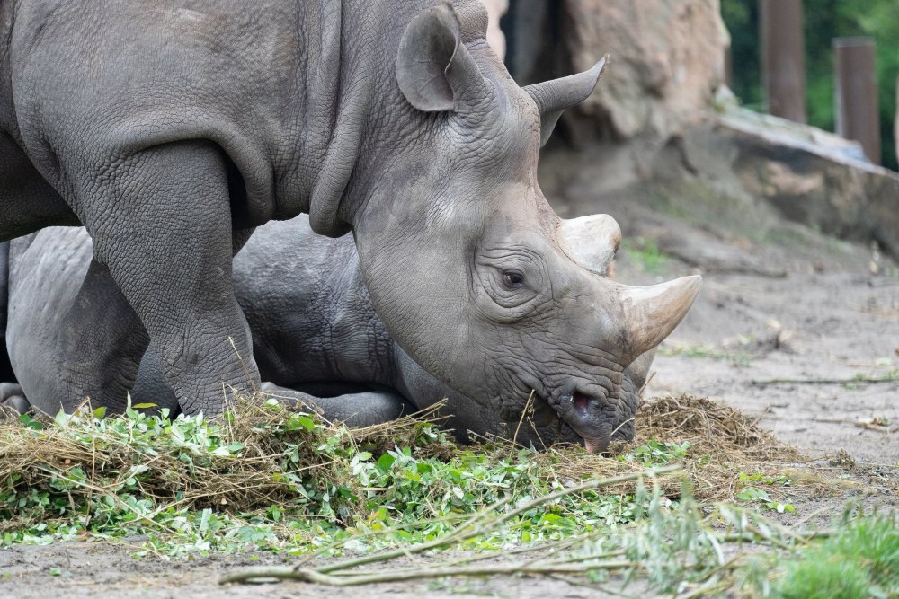Зоопарк носорог хамелеон