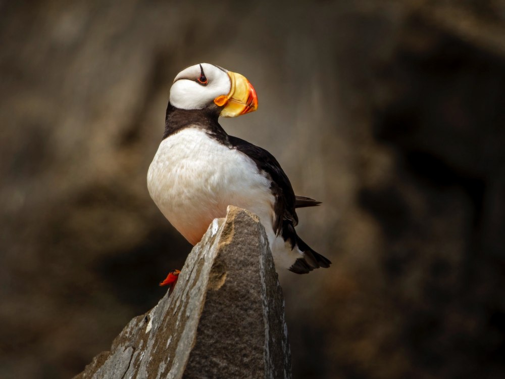 Сура и Топорок