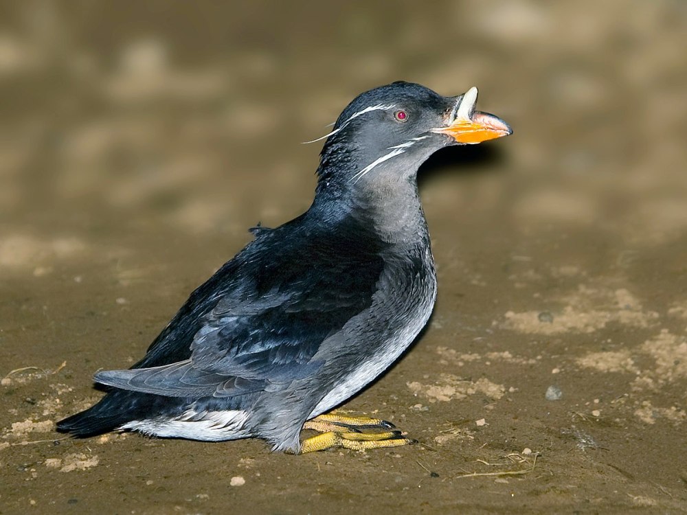 Тупик носорог Приморский край