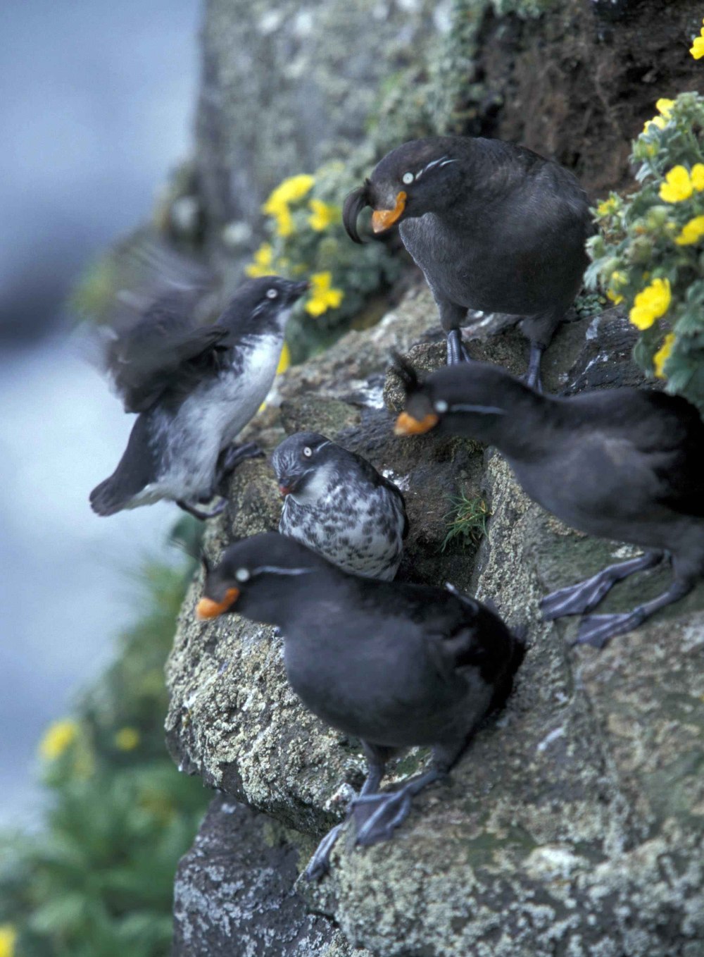 Хохлатая конюга