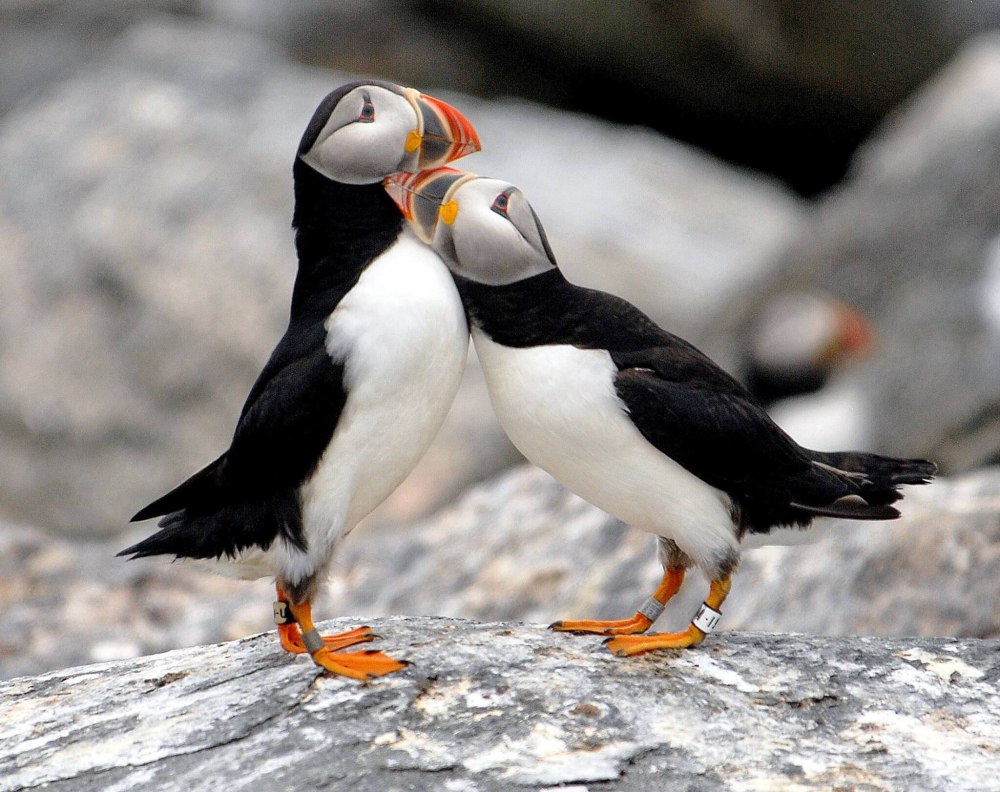 Тупик носорог птица