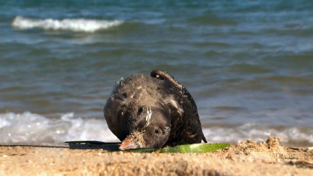 Приморье птицы массовый