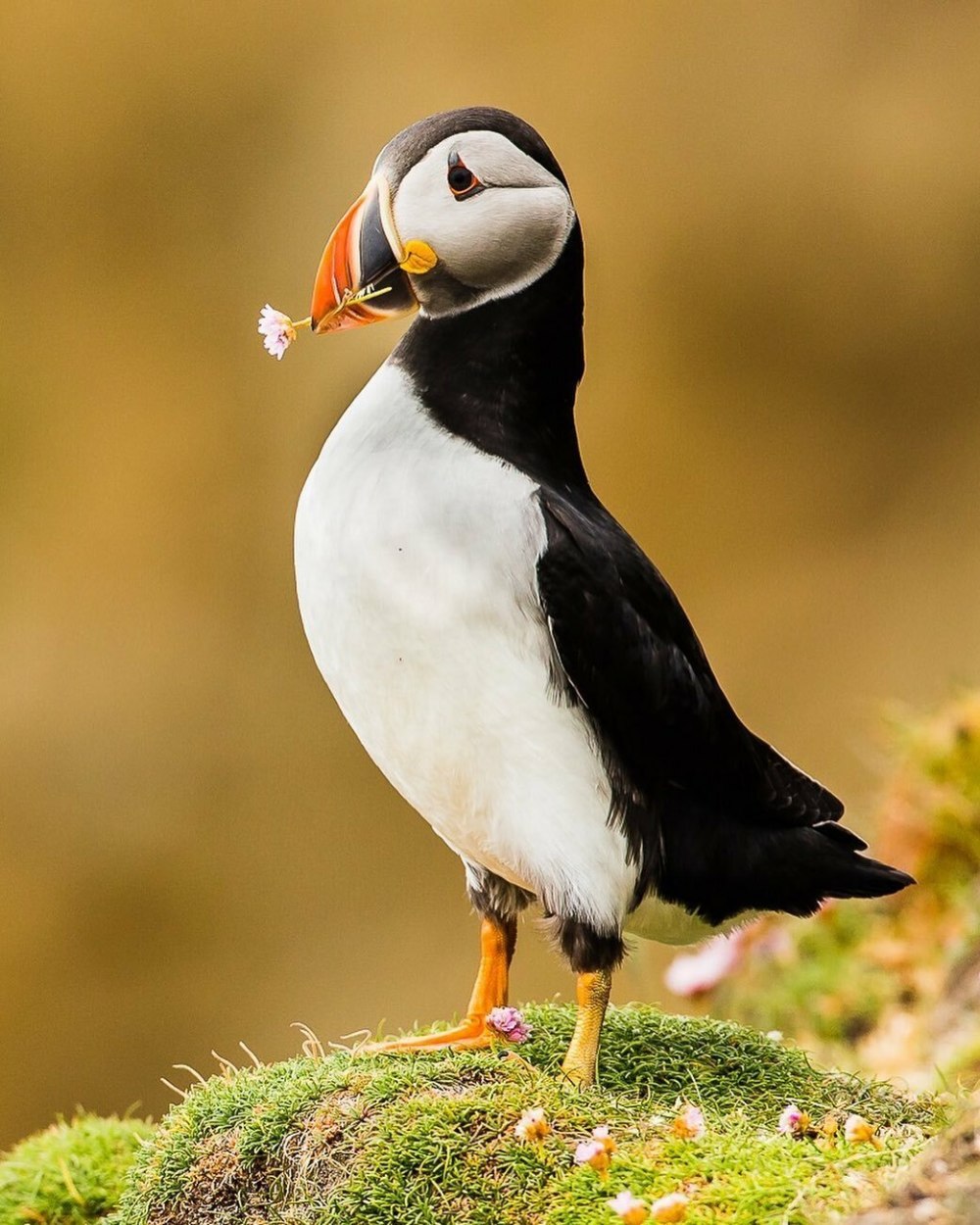 Атлантический паффин