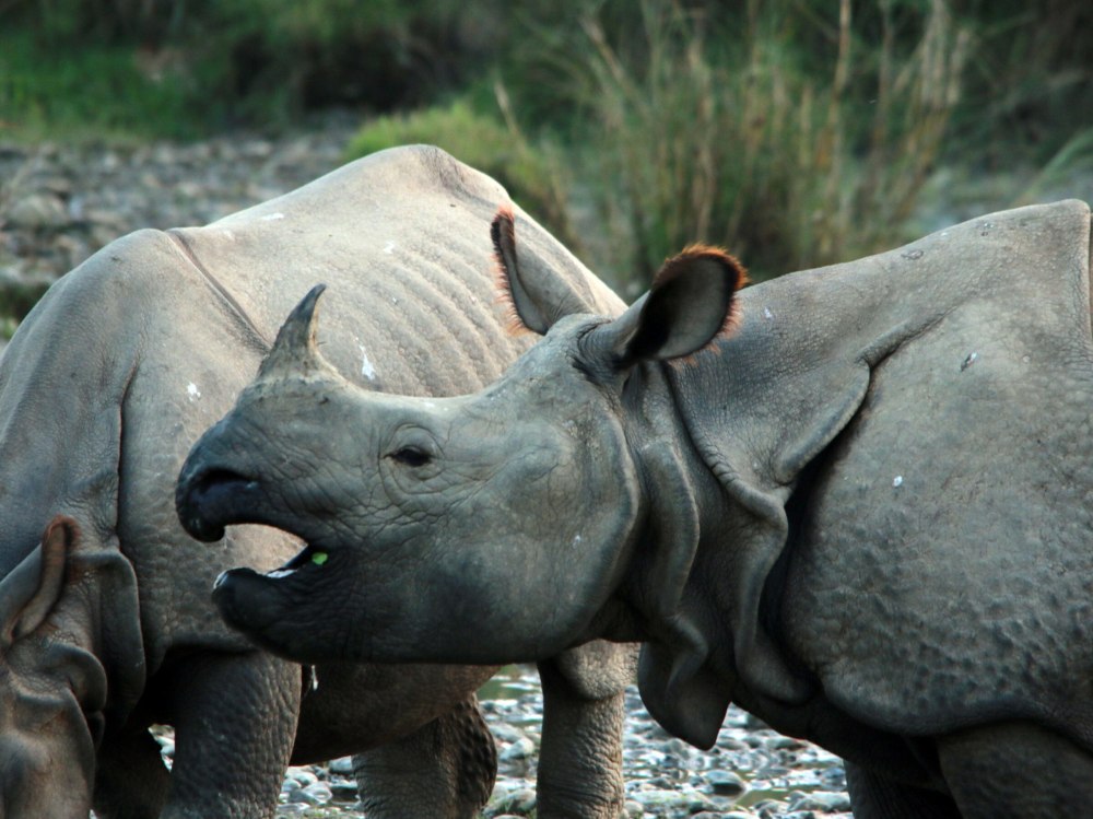 Носорог в Непале