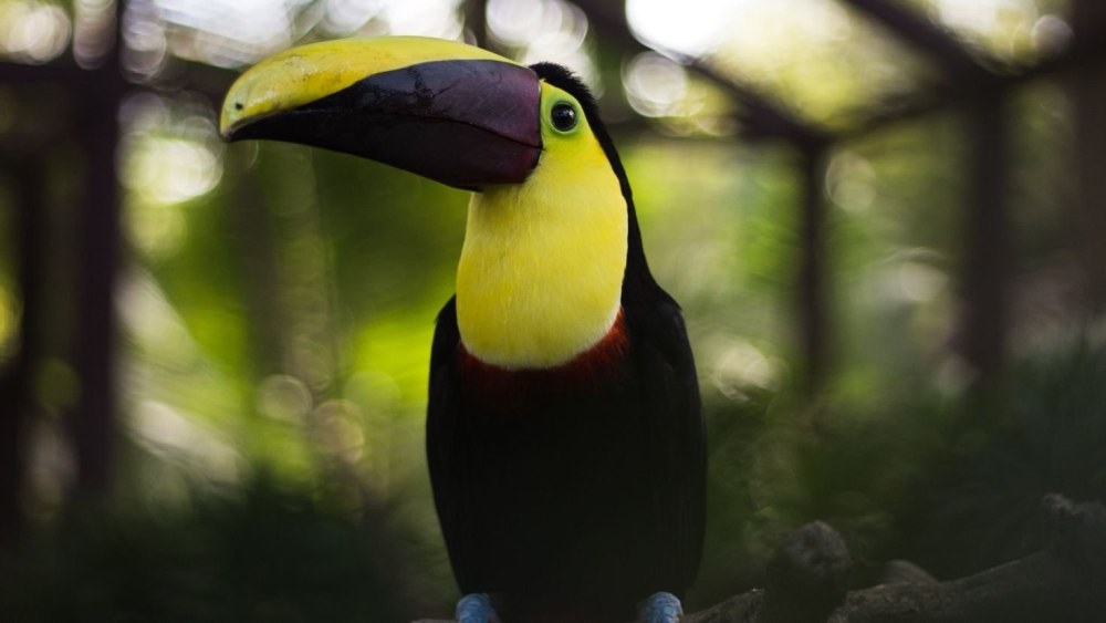 Лиловый Тукан