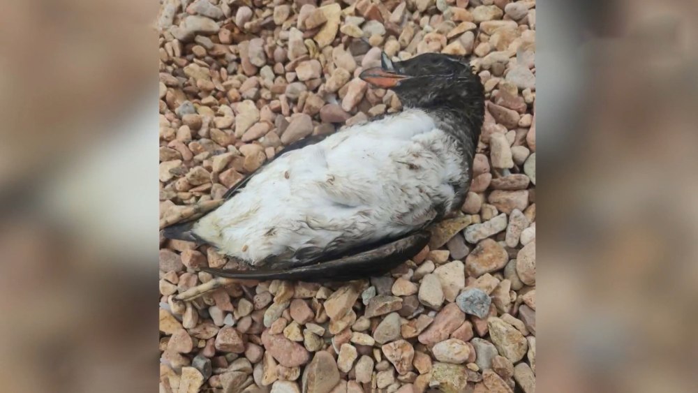 Тупик носорог птица