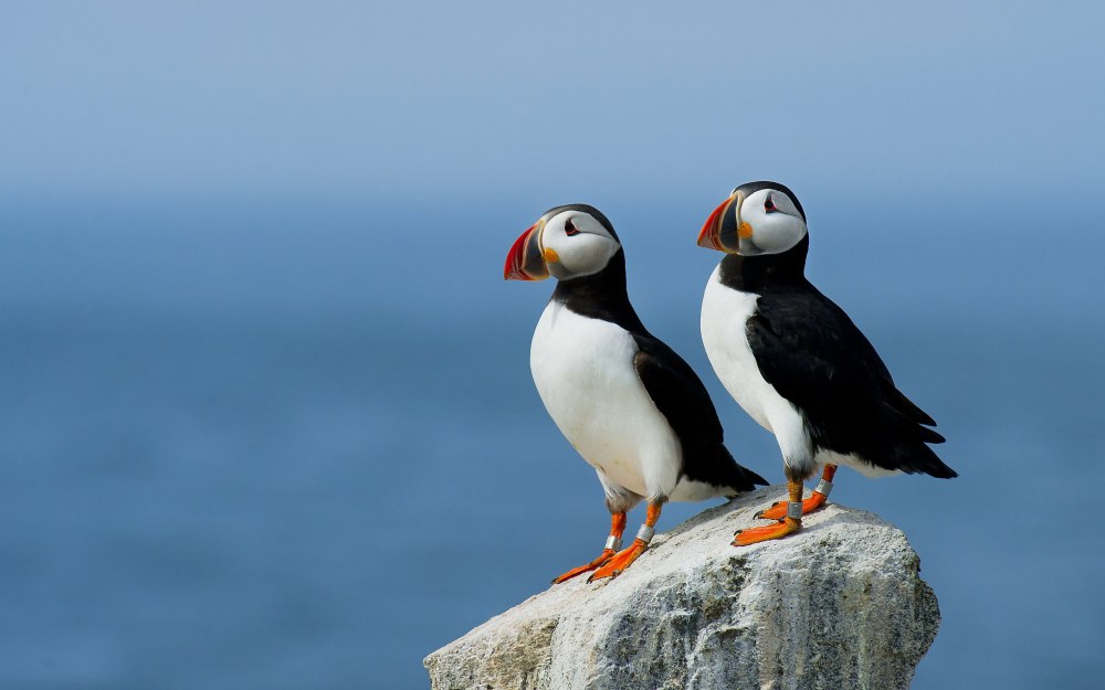 Атлантический паффин