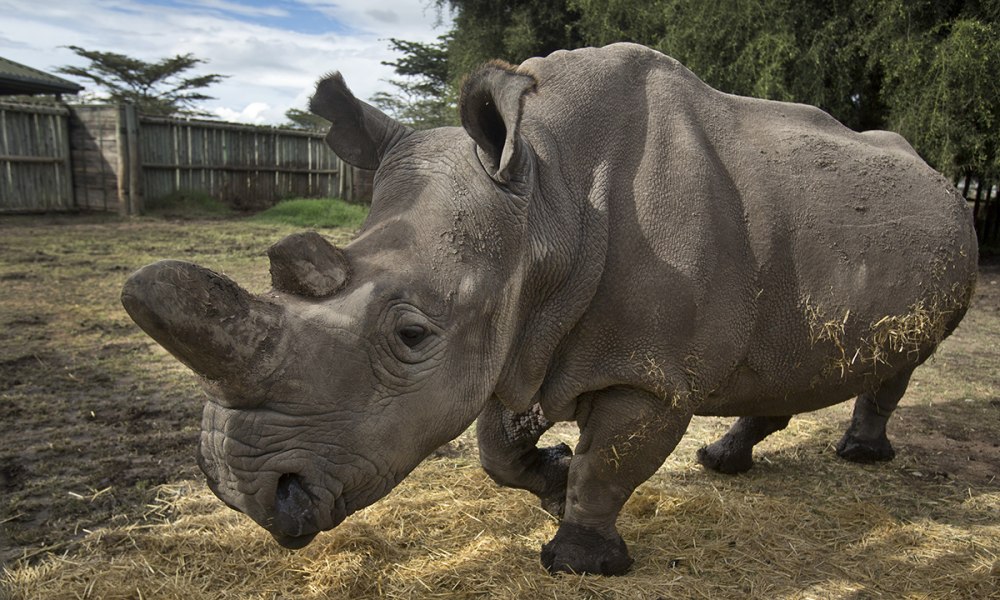 Вьетнамский носорог
