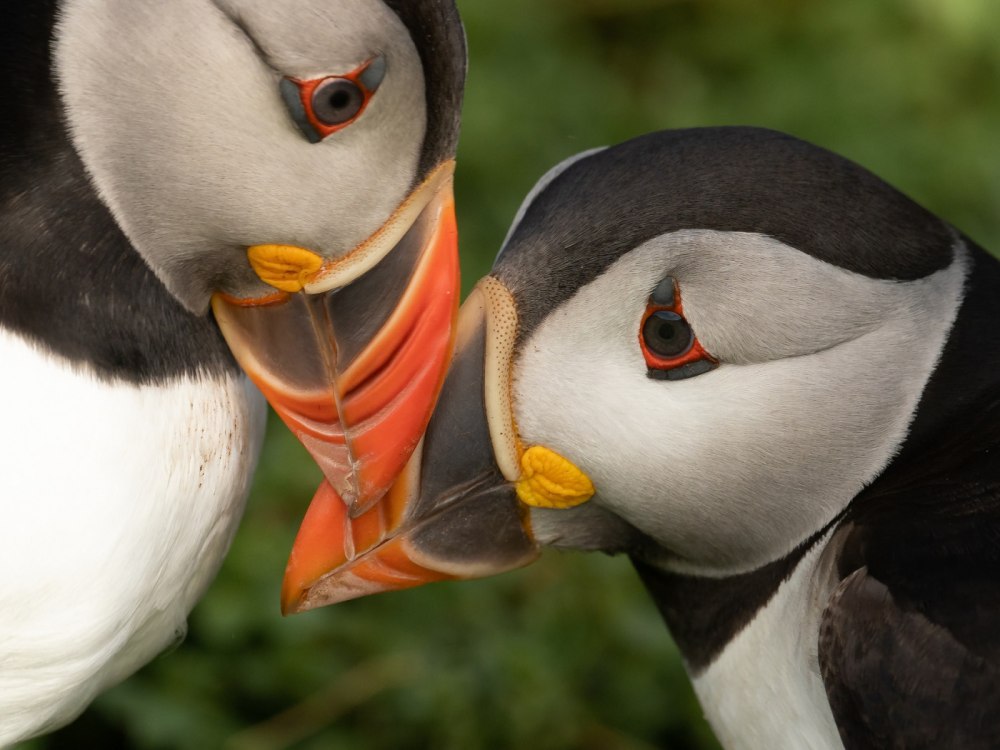 Птенцы Атлантического тупика