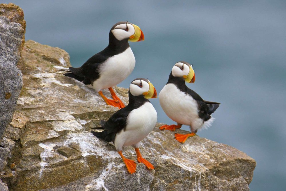 Ипатка Врангеля