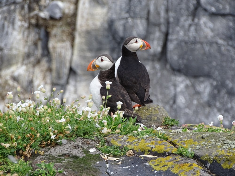 Фарерские острова тупики