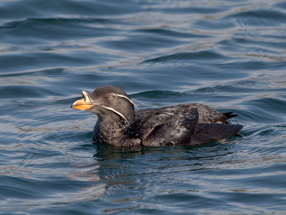 Rhinoceros Auklet Pets