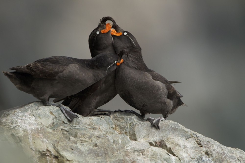 Малая конюга