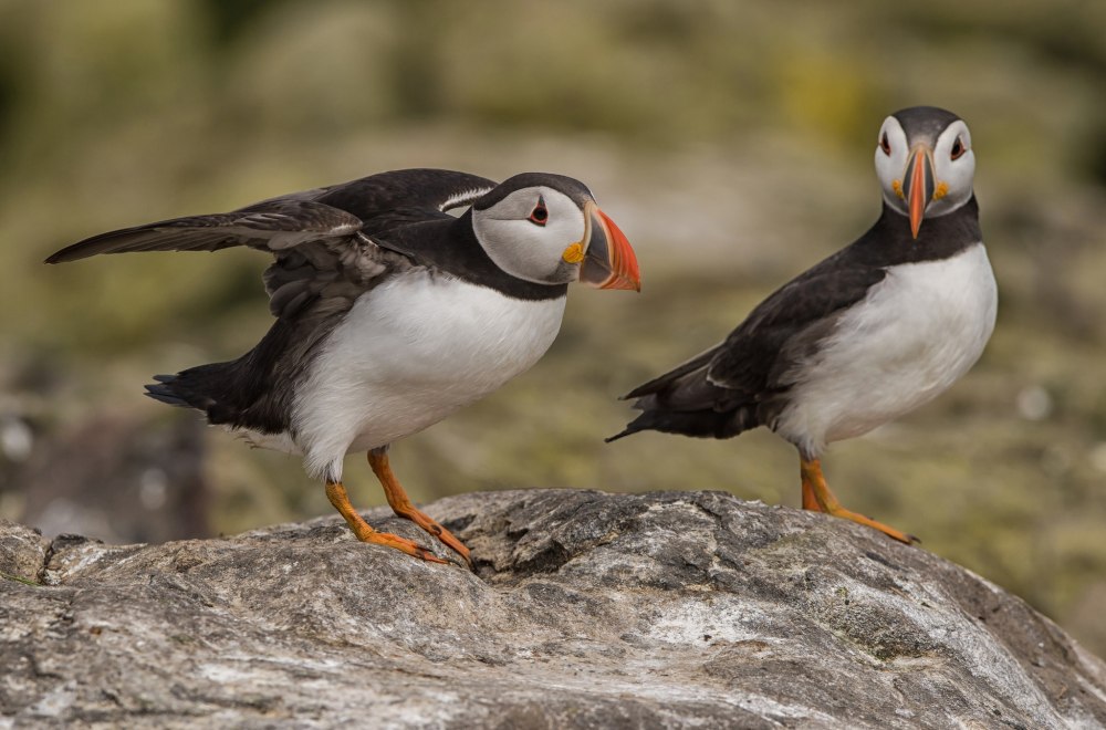 Puffin клюв