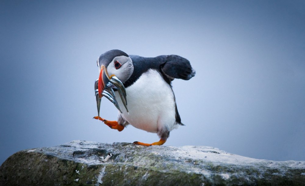Атлантический тупик в Арктике