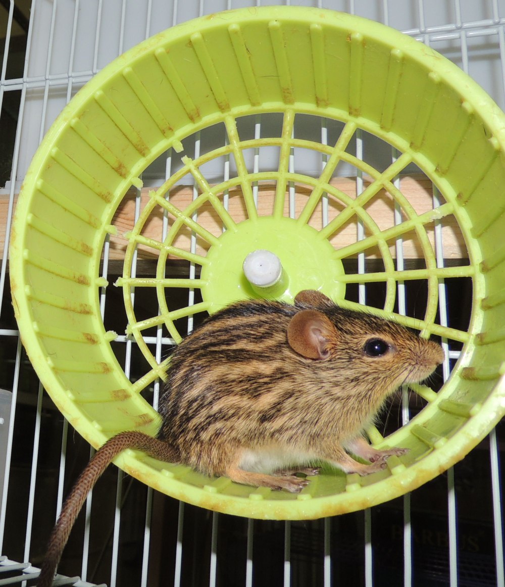 Lemniscomys striatus