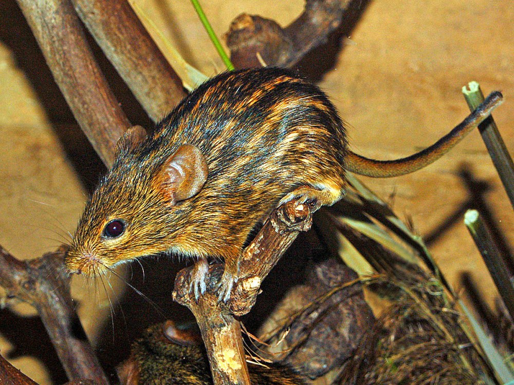 Lemniscomys striatus