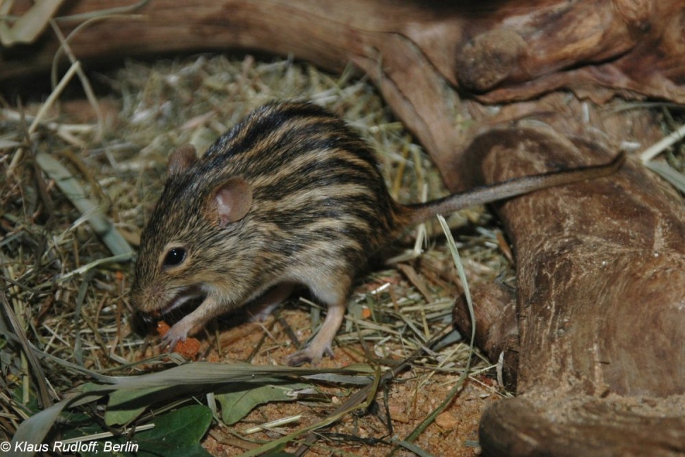 Lemniscomys barbarus