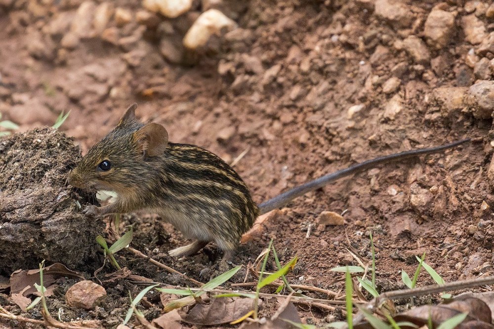 Lemniscomys striatus