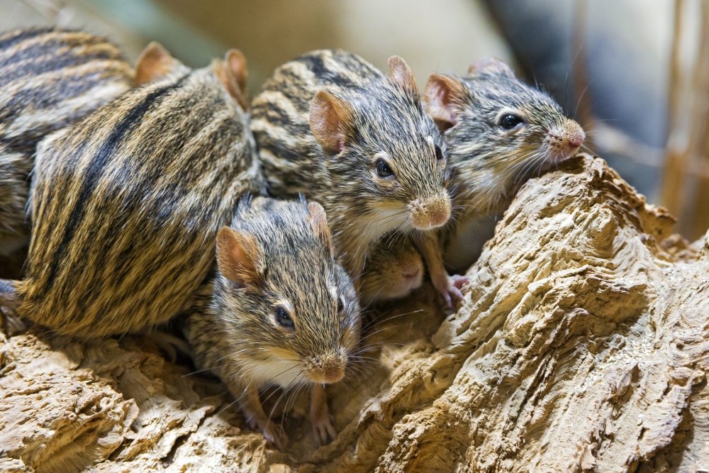 Lemniscomys striatus