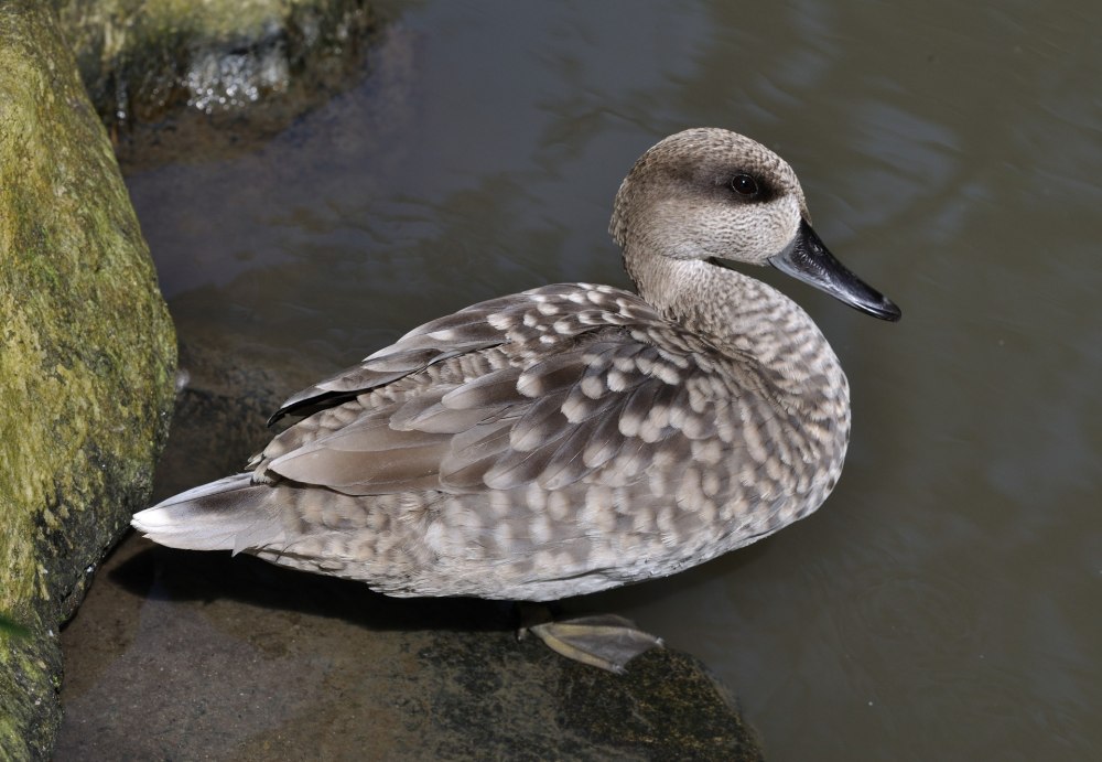 Marmaronetta angustirostris