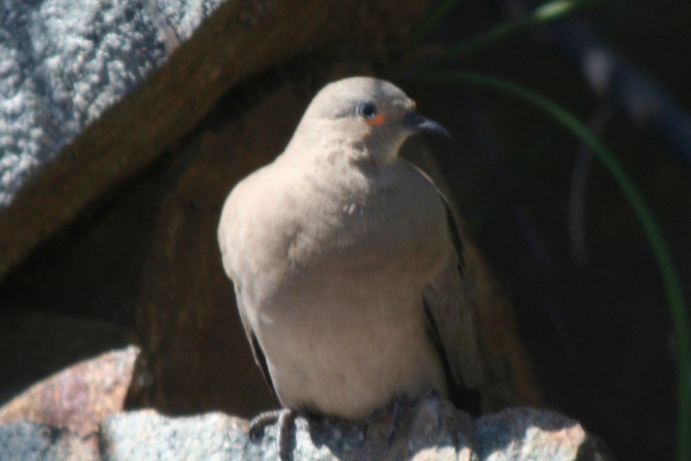 Metriopelia ceciliae