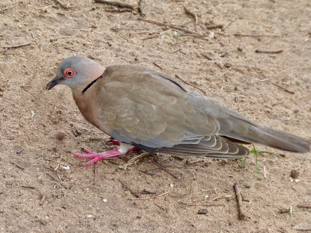 Streptopelia decipiens