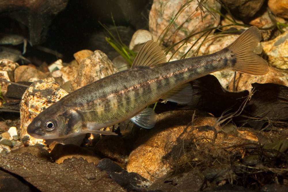 Речной гольян (Phoxinus Phoxinus)