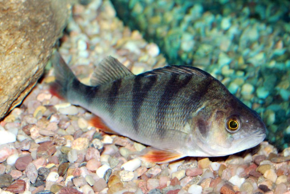 Perca fluviatilis Linnaeus, 1758-Речной окунь