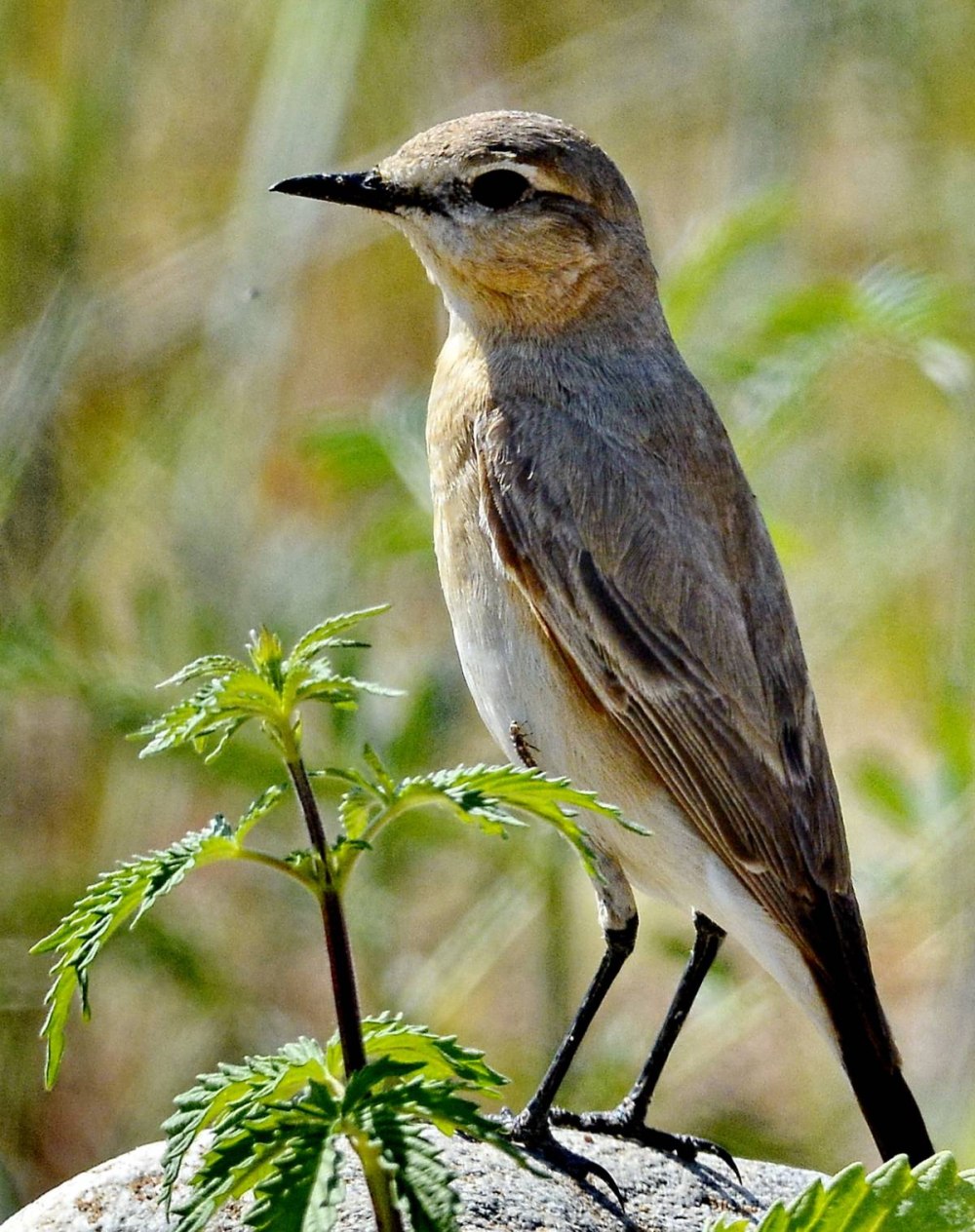 Oenanthe isabellina