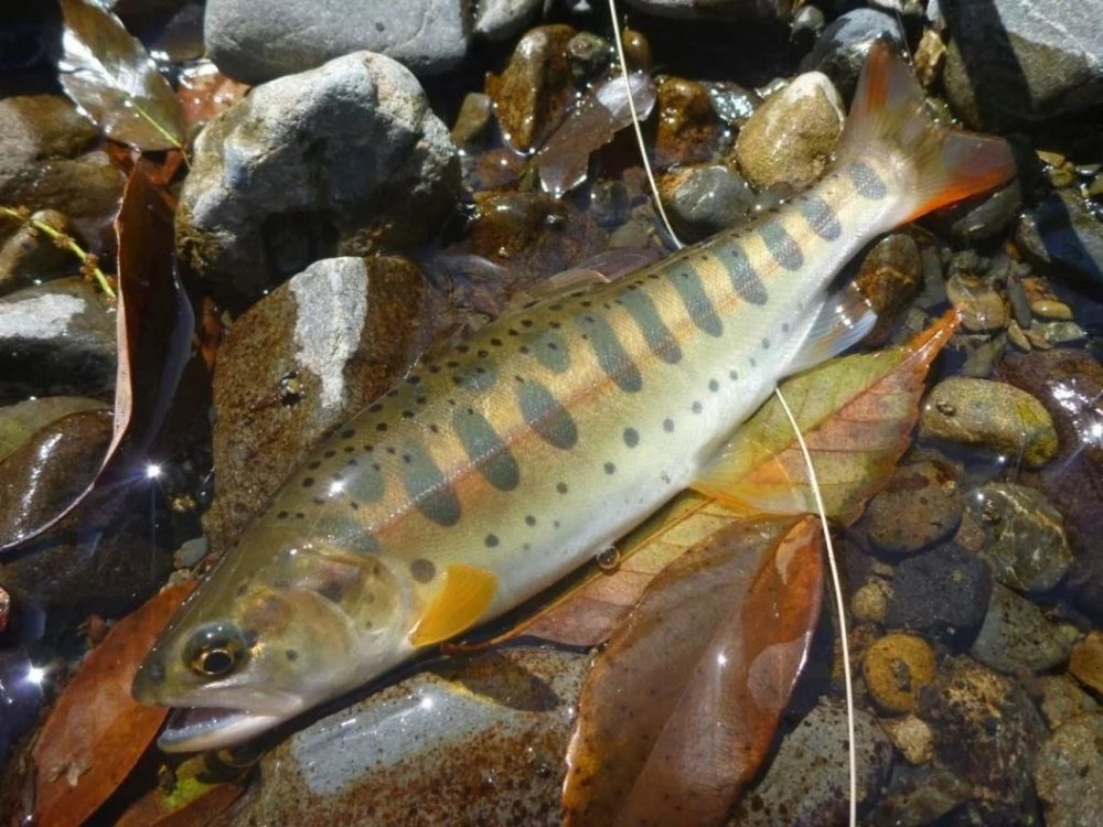 Сима Oncorhynchus Masou